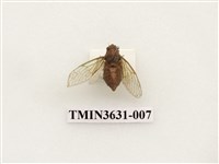 藏品(草蟬)的圖片